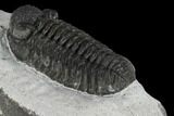 Adrisiops Weugi Trilobite - Recently Described Phacopid #115229-5